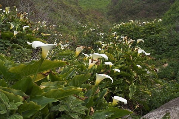 Cala Lily in valley