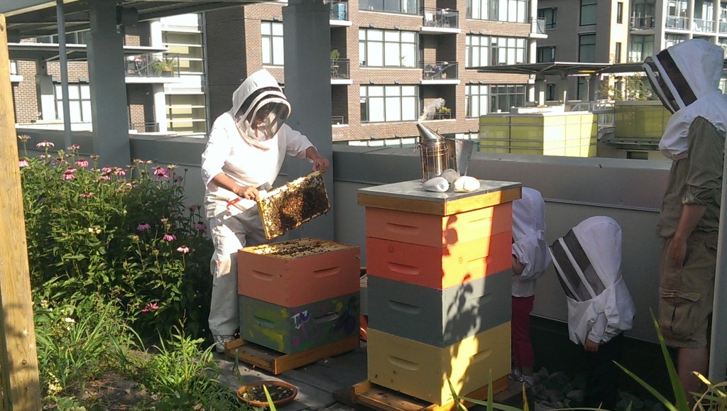 opening the hives