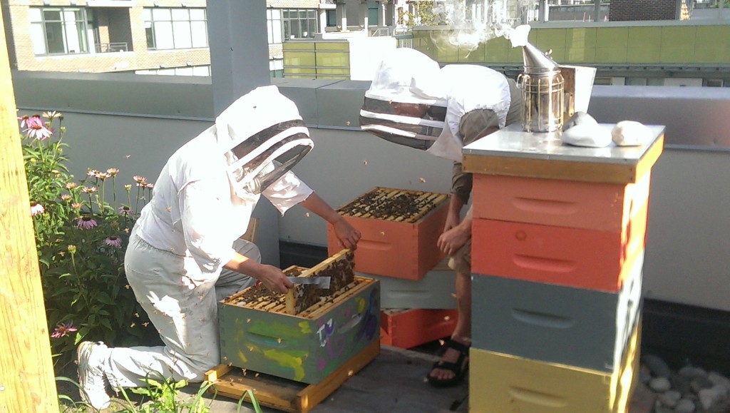Opening the hive