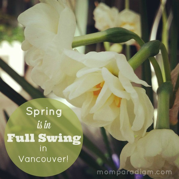 Spring_full_swing_Vancouver