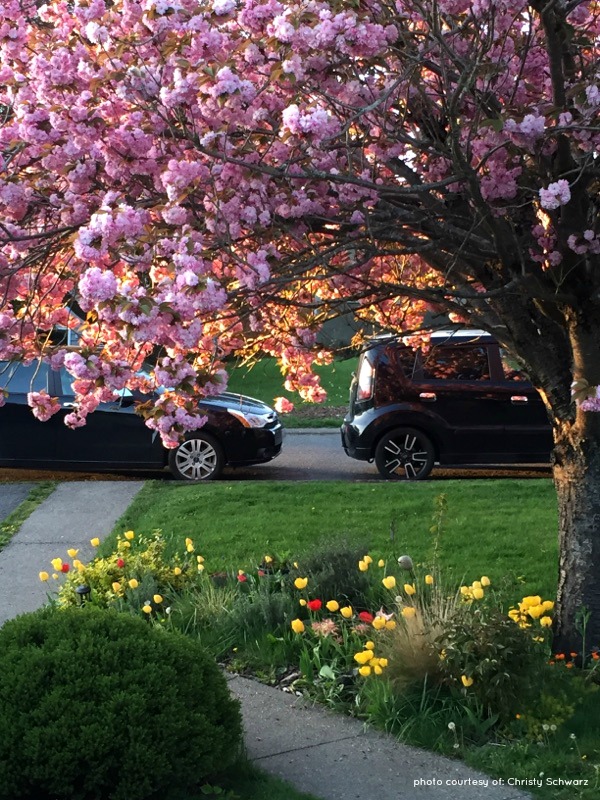 Cherry Tree in bloom